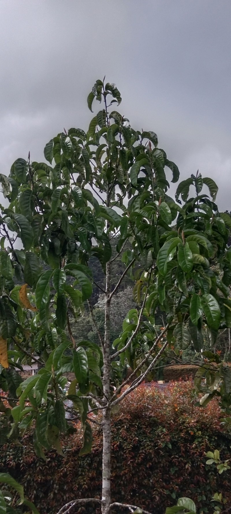 Magnolia guatapensis photo 2