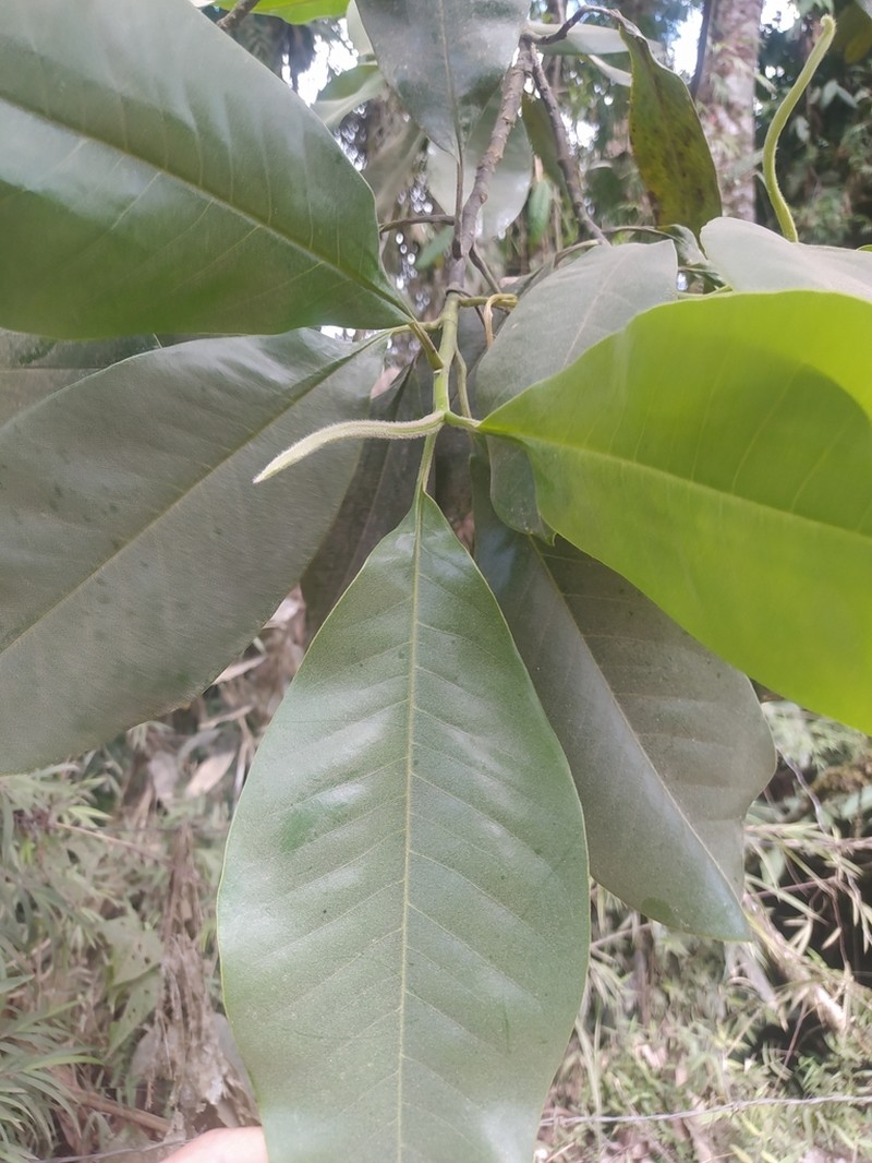 Magnolia guatapensis photo 3