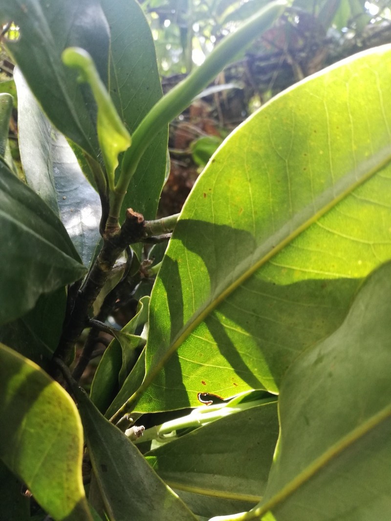 Magnolia guatapensis photo 5