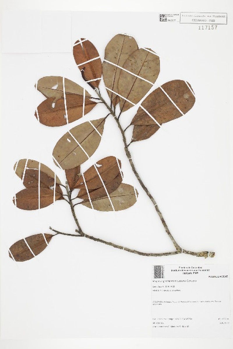 Magnolia guatapensis photo 6