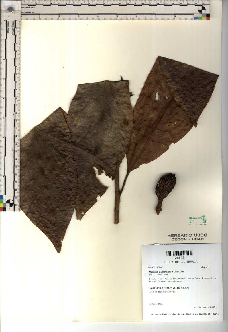 Magnolia guatemalensis