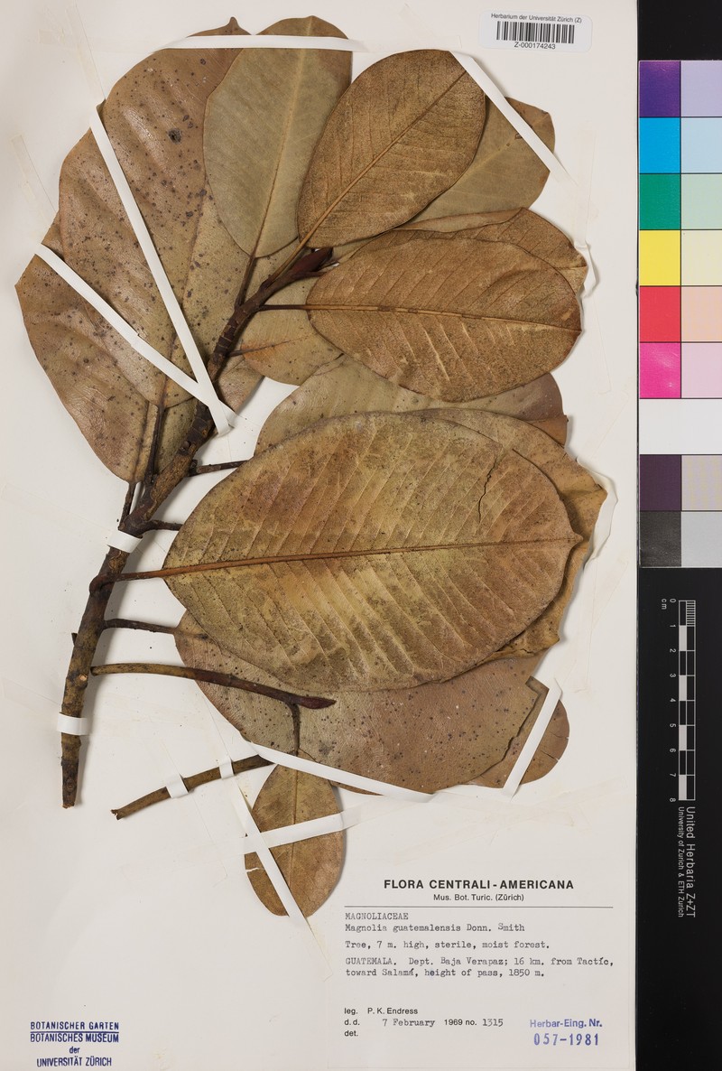Magnolia guatemalensis photo 2