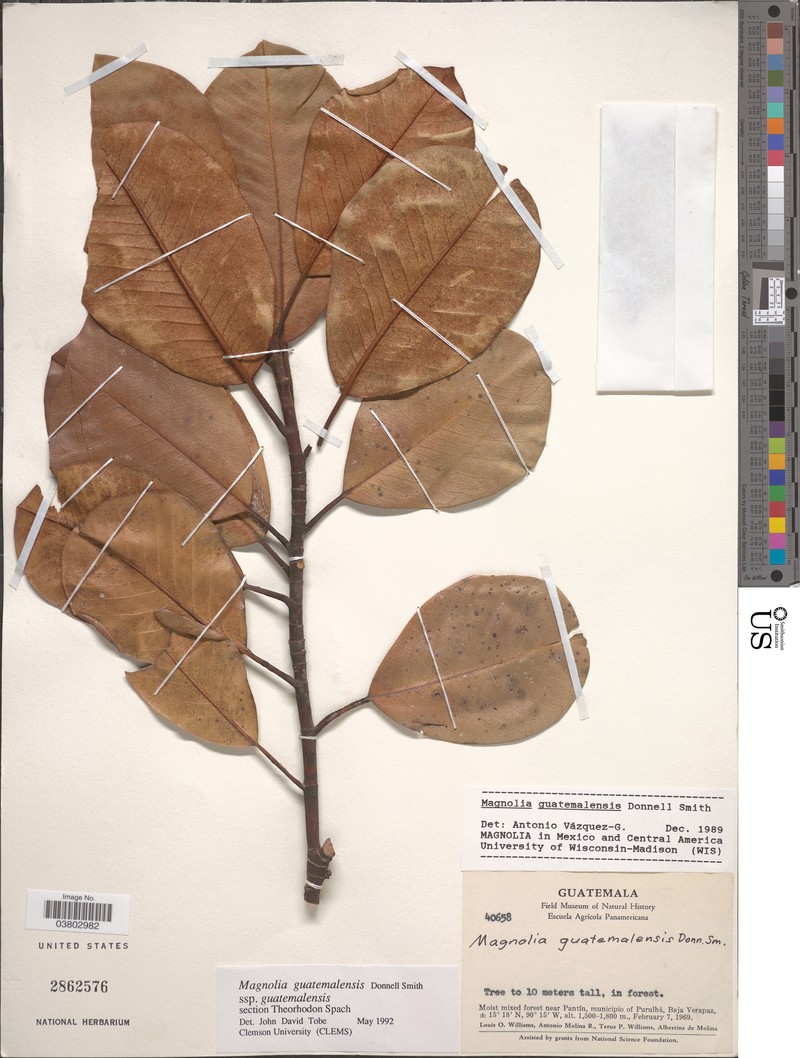 Magnolia guatemalensis photo 3