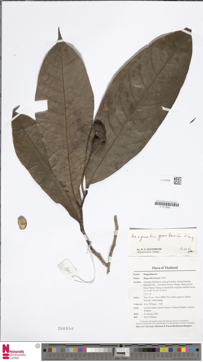 Magnolia gustavi