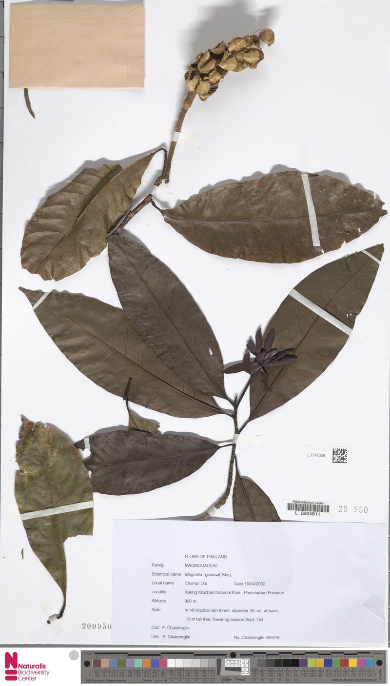 Magnolia gustavi photo 2