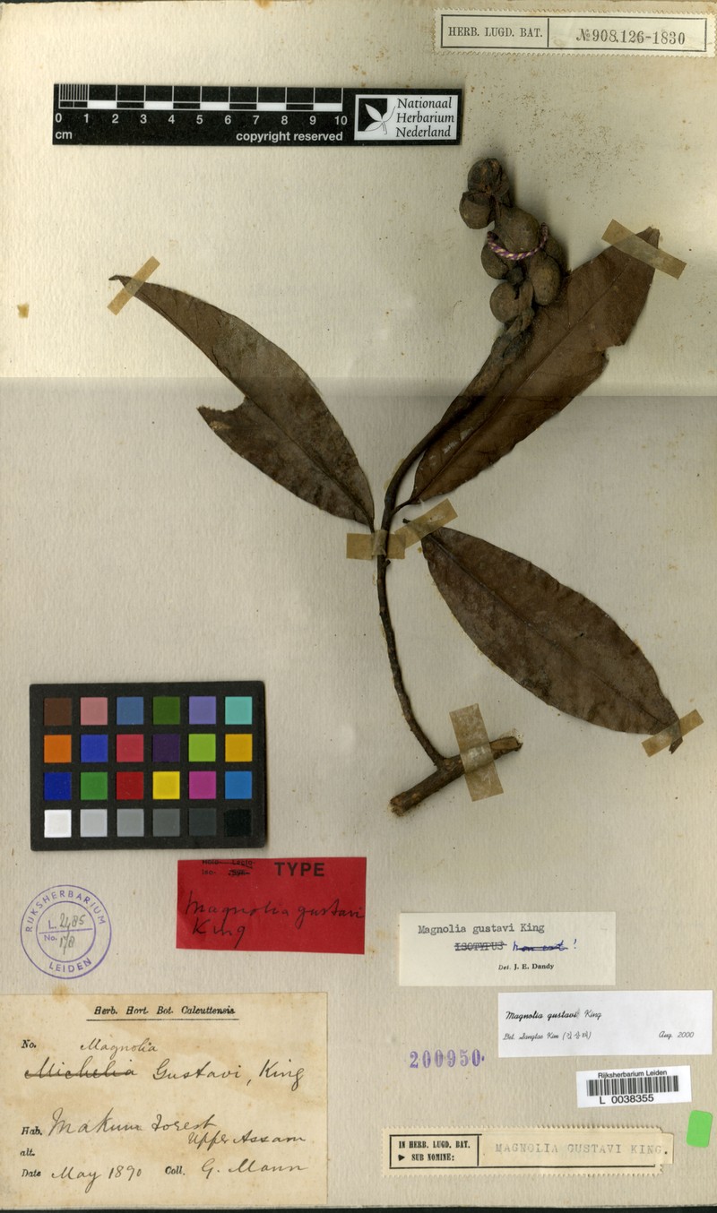 Magnolia gustavi photo 5