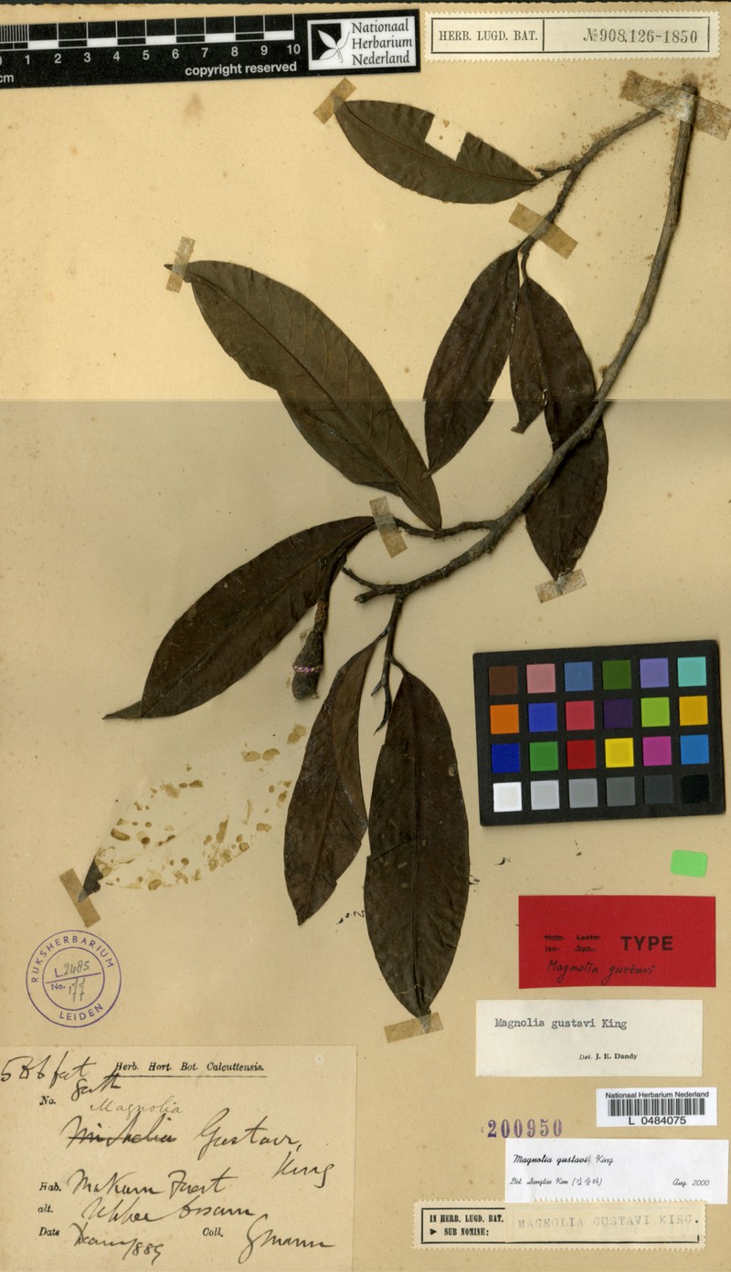 Magnolia gustavi photo 6