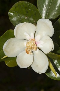 Magnolia hamorii
