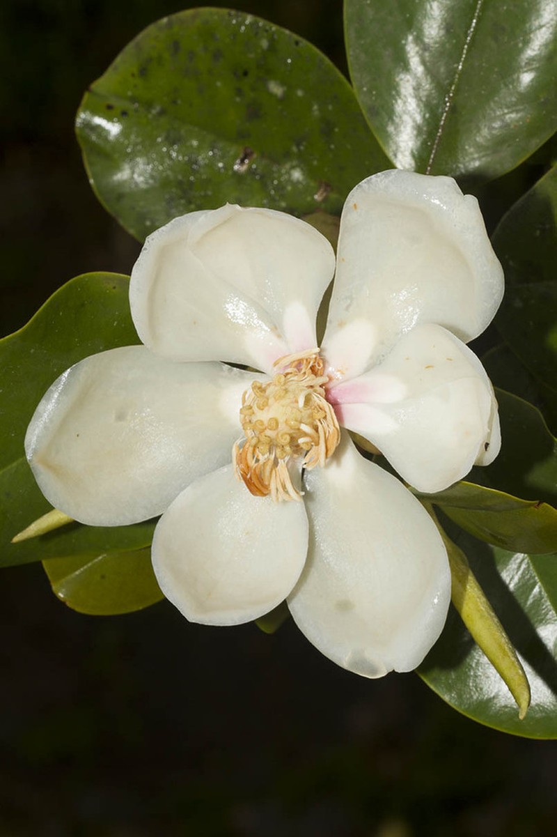 Magnolia hamorii