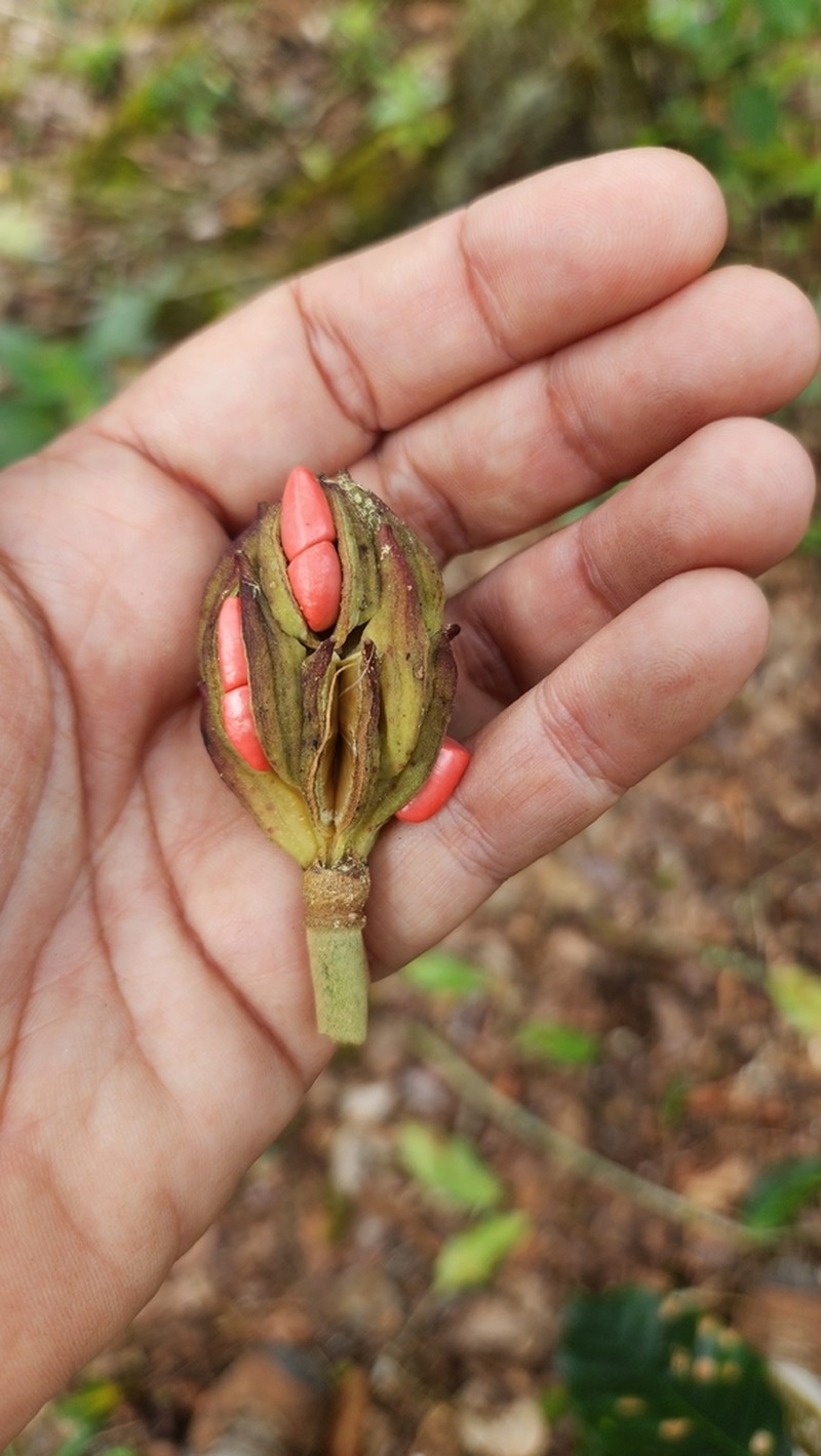 Magnolia hamorii photo 2