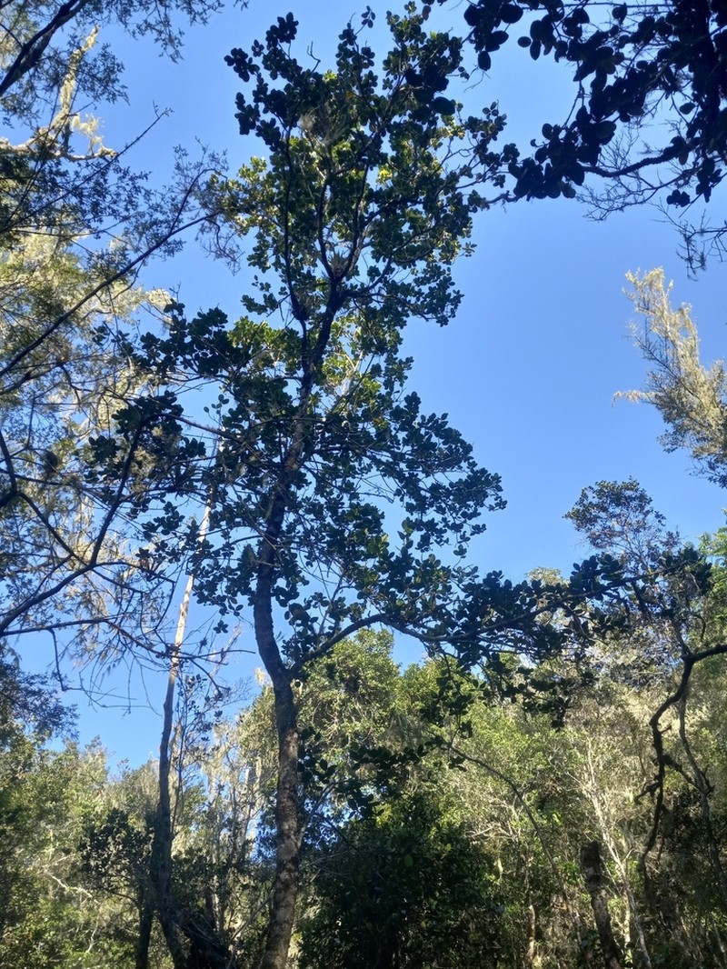 Magnolia hamorii photo 3