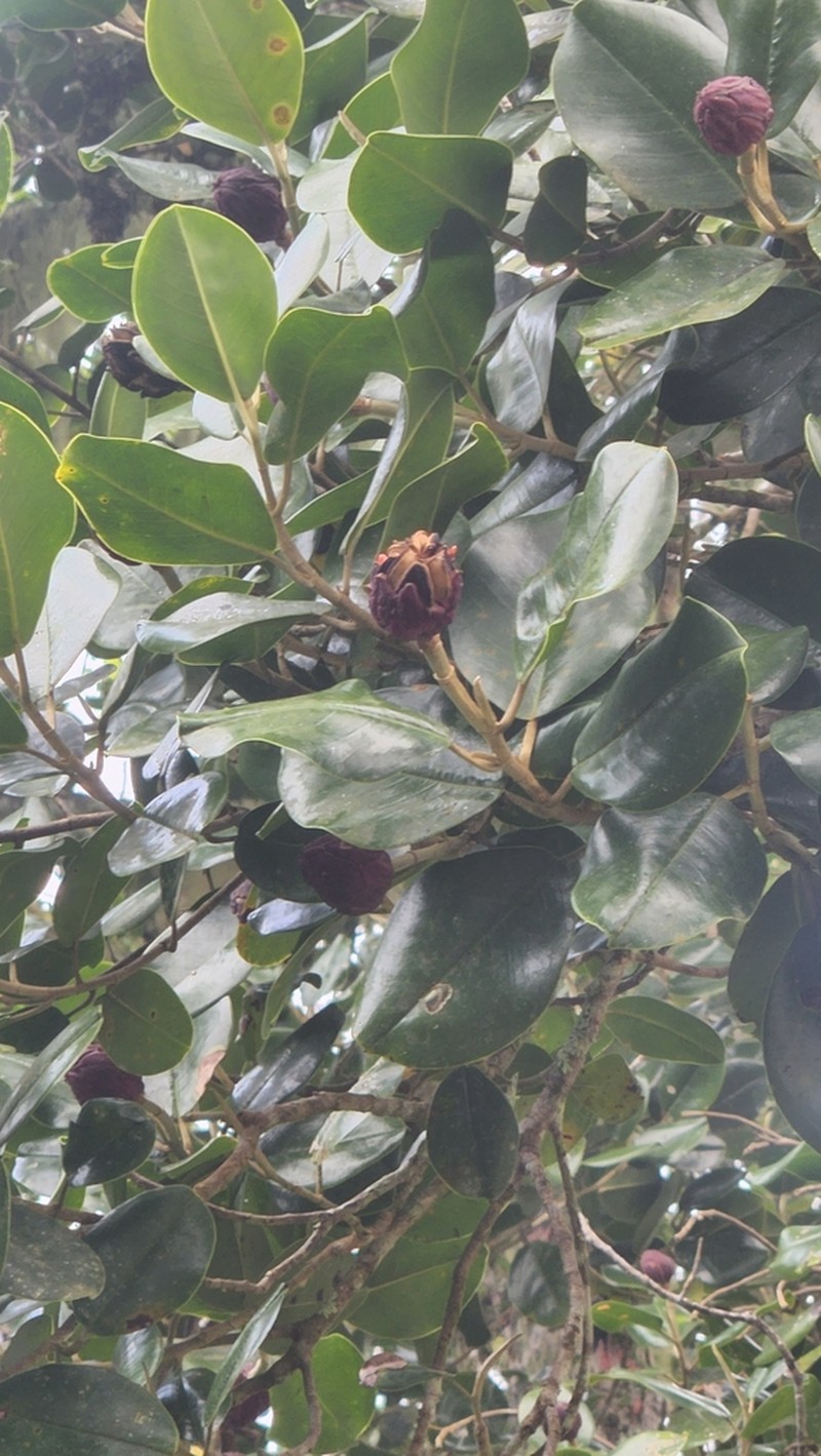 Magnolia hamorii photo 4