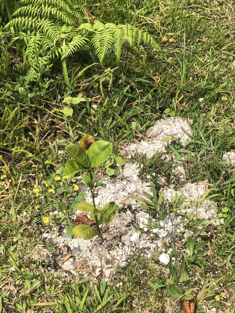 Magnolia hamorii photo 5
