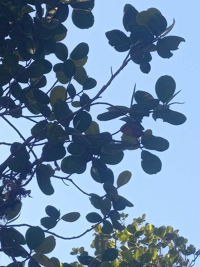 Magnolia hamorii photo 6