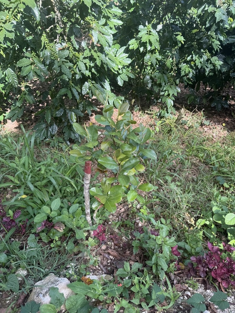Magnolia hamorii photo 7