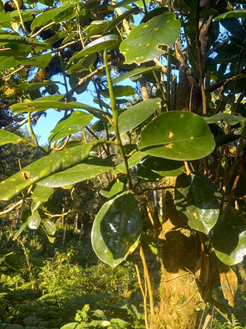 Magnolia hamorii photo 8