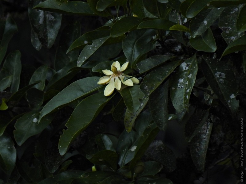 Magnolia henaoi photo 6