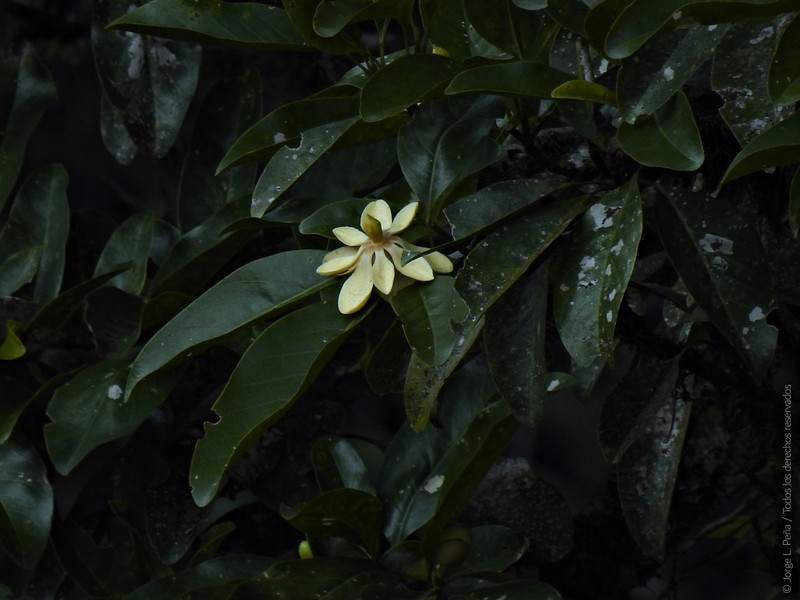 Magnolia henaoi photo 8