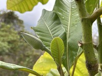 Magnolia henryi