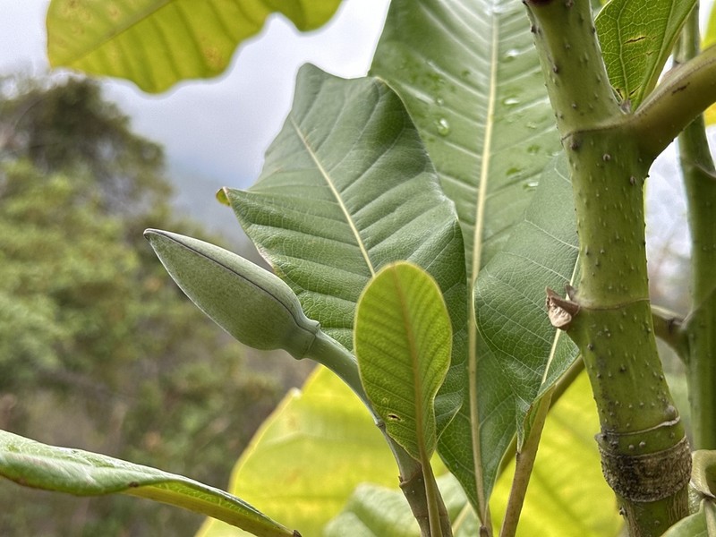Magnolia henryi