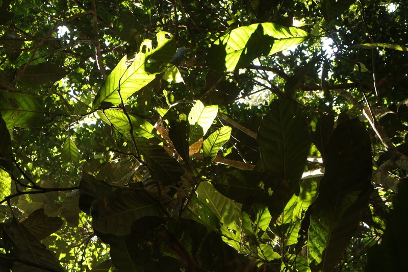 Magnolia henryi photo 2
