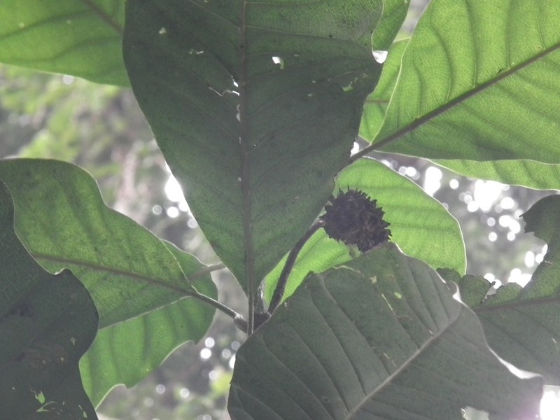 Magnolia henryi photo 3