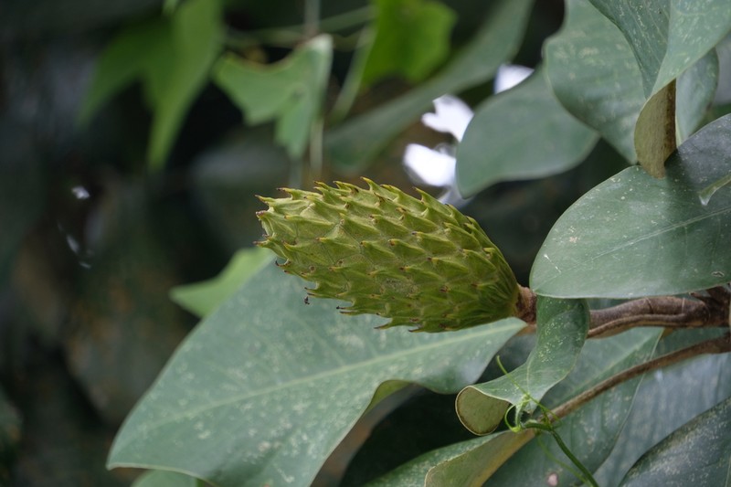 Magnolia henryi photo 4
