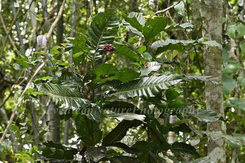 Magnolia henryi photo 6