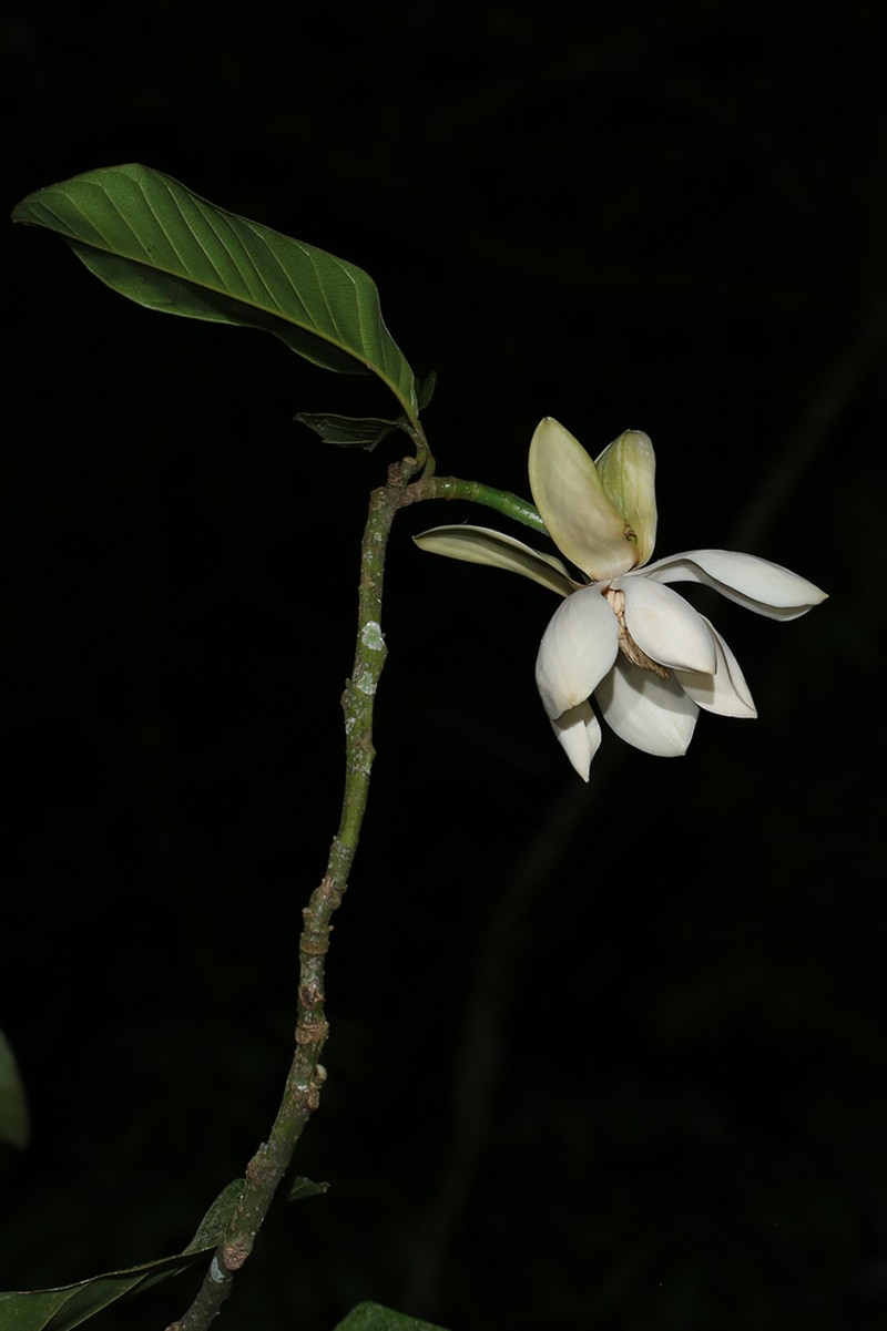 Magnolia henryi photo 7