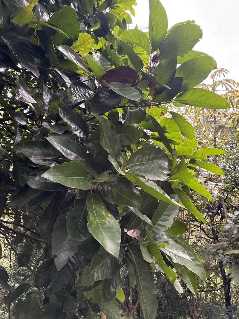 Magnolia hernandezii photo 3