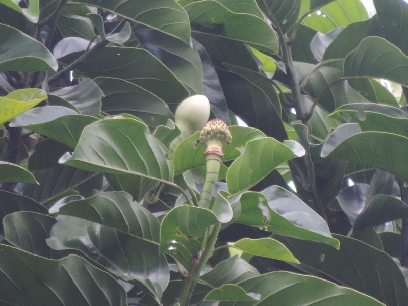 Magnolia hernandezii photo 6