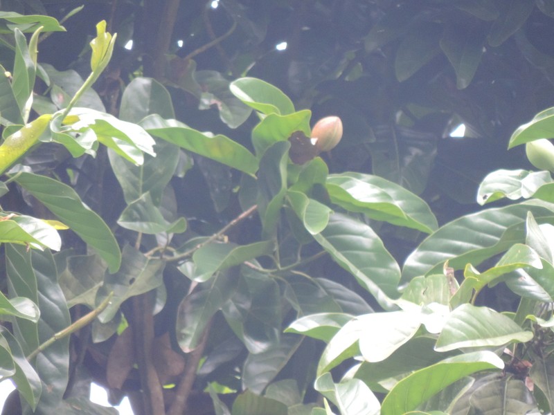 Magnolia hernandezii photo 8