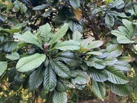 Magnolia hodgsonii