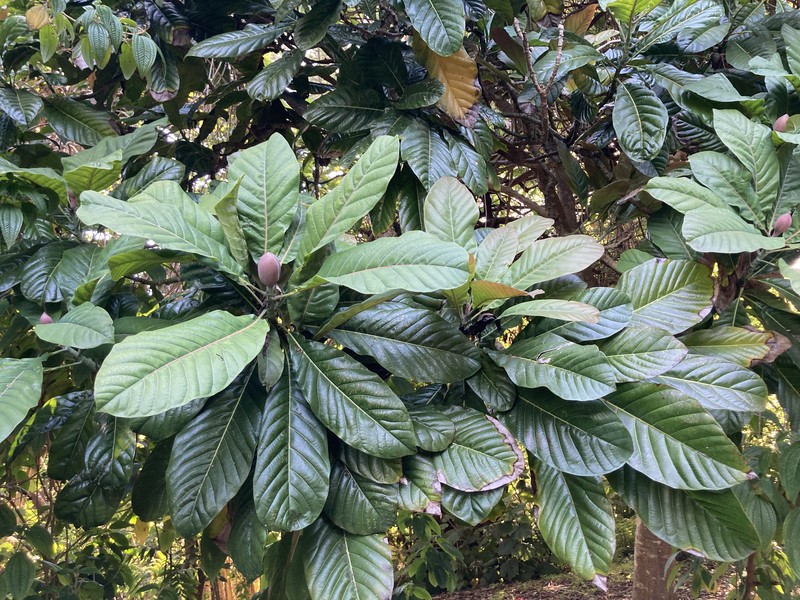 Magnolia hodgsonii
