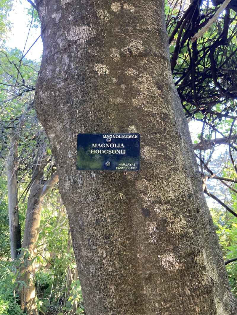 Magnolia hodgsonii photo 2