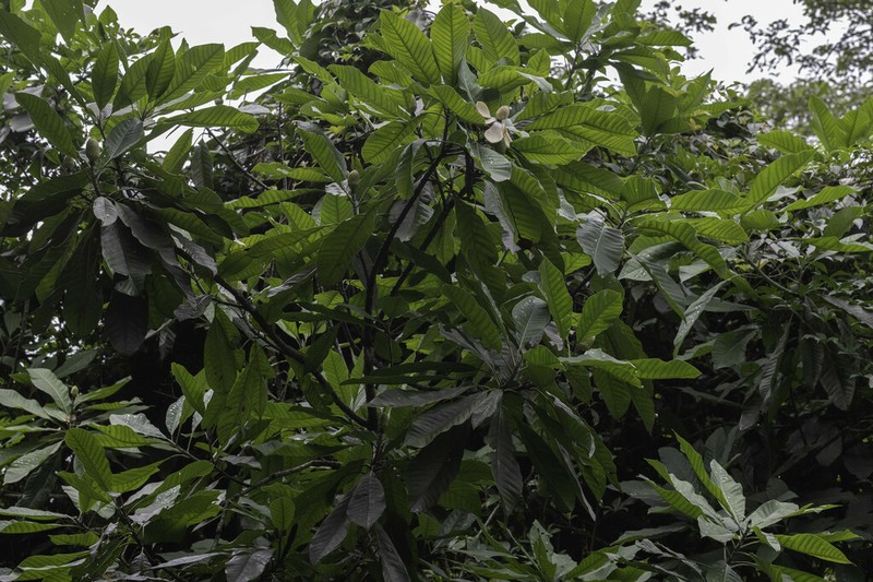 Magnolia hodgsonii photo 4
