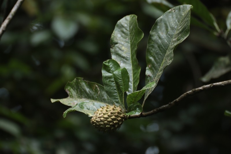 Magnolia hodgsonii photo 6