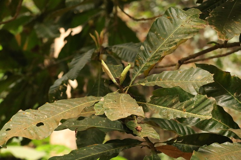 Magnolia hodgsonii photo 7