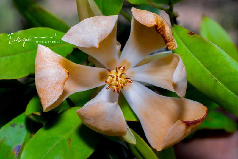 Magnolia hondurensis