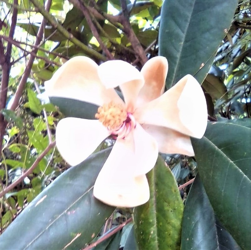 Magnolia hondurensis photo 2