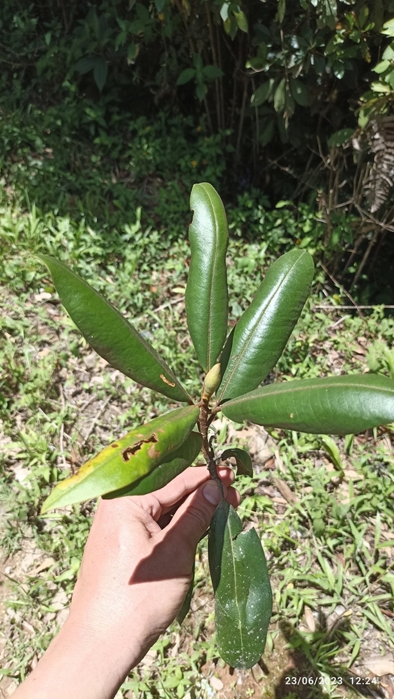 Magnolia hondurensis photo 3