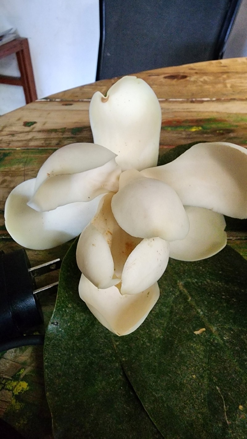 Magnolia hondurensis photo 4