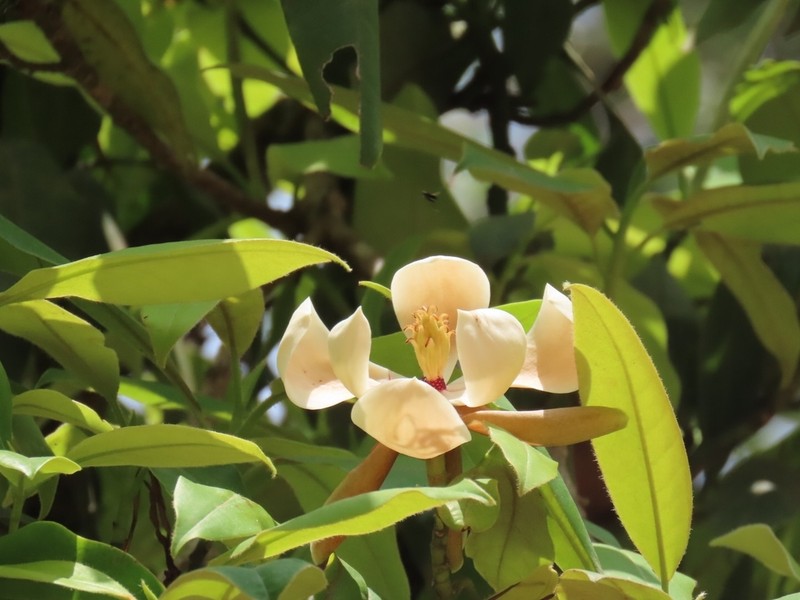Magnolia hondurensis photo 5