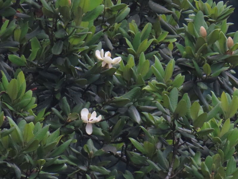 Magnolia hondurensis photo 6