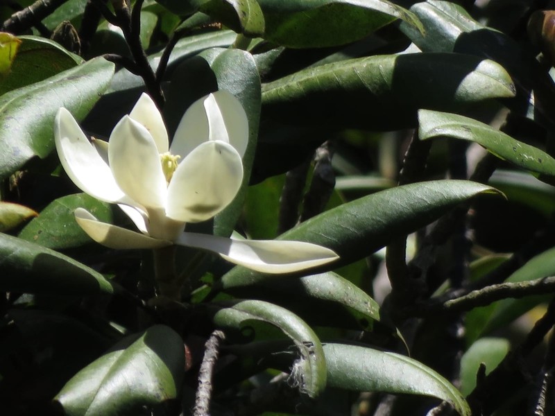 Magnolia hondurensis photo 7