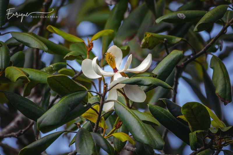 Magnolia hondurensis photo 8