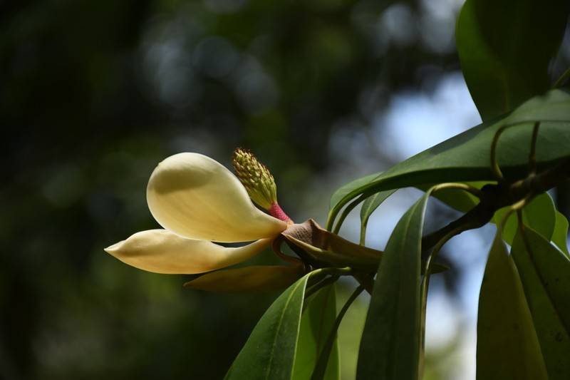 Magnolia hookeri