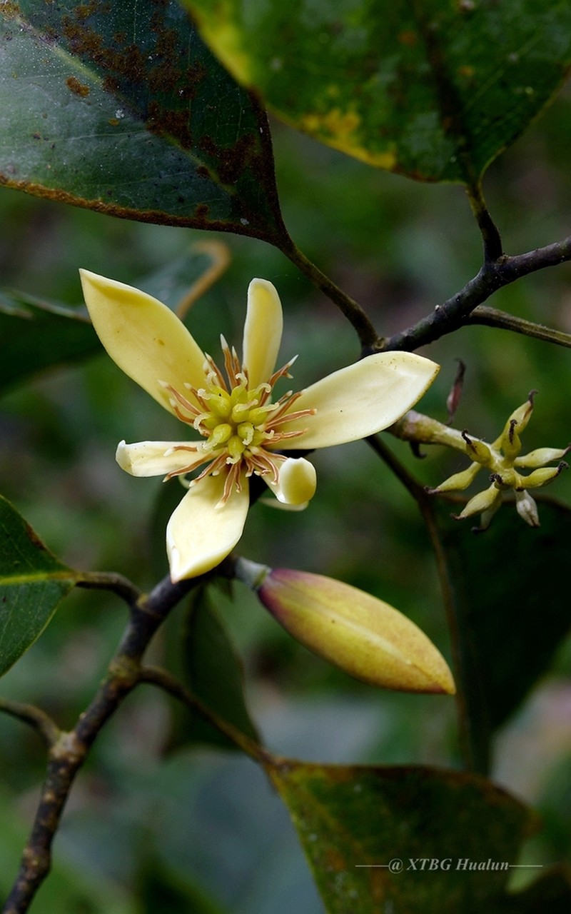 Magnolia hypolampra