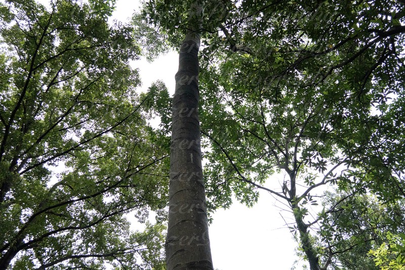 Magnolia hypolampra photo 2
