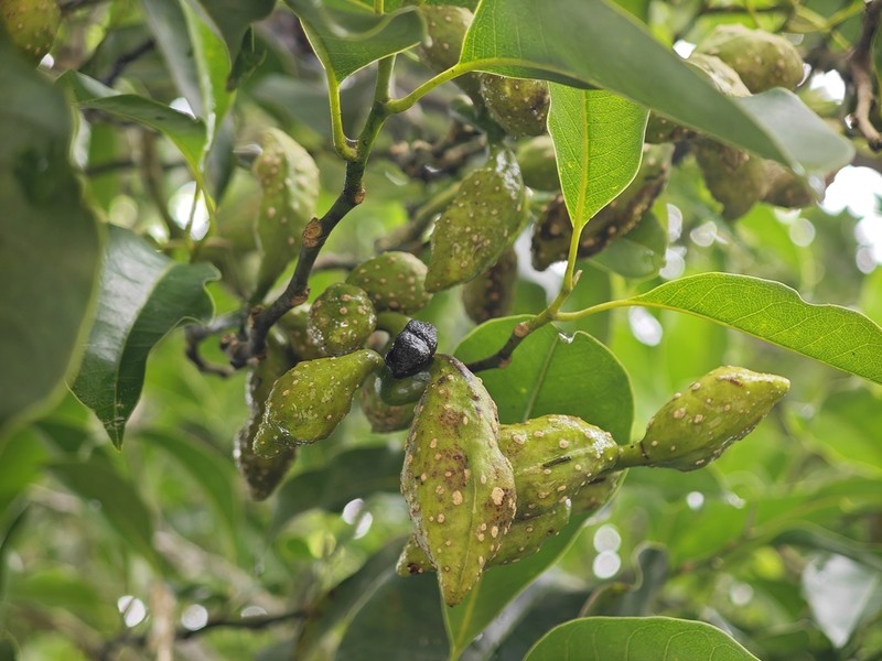 Magnolia hypolampra photo 3